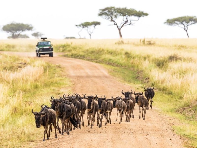 Book Your Zanzibar Holiday With Avocado Tours 